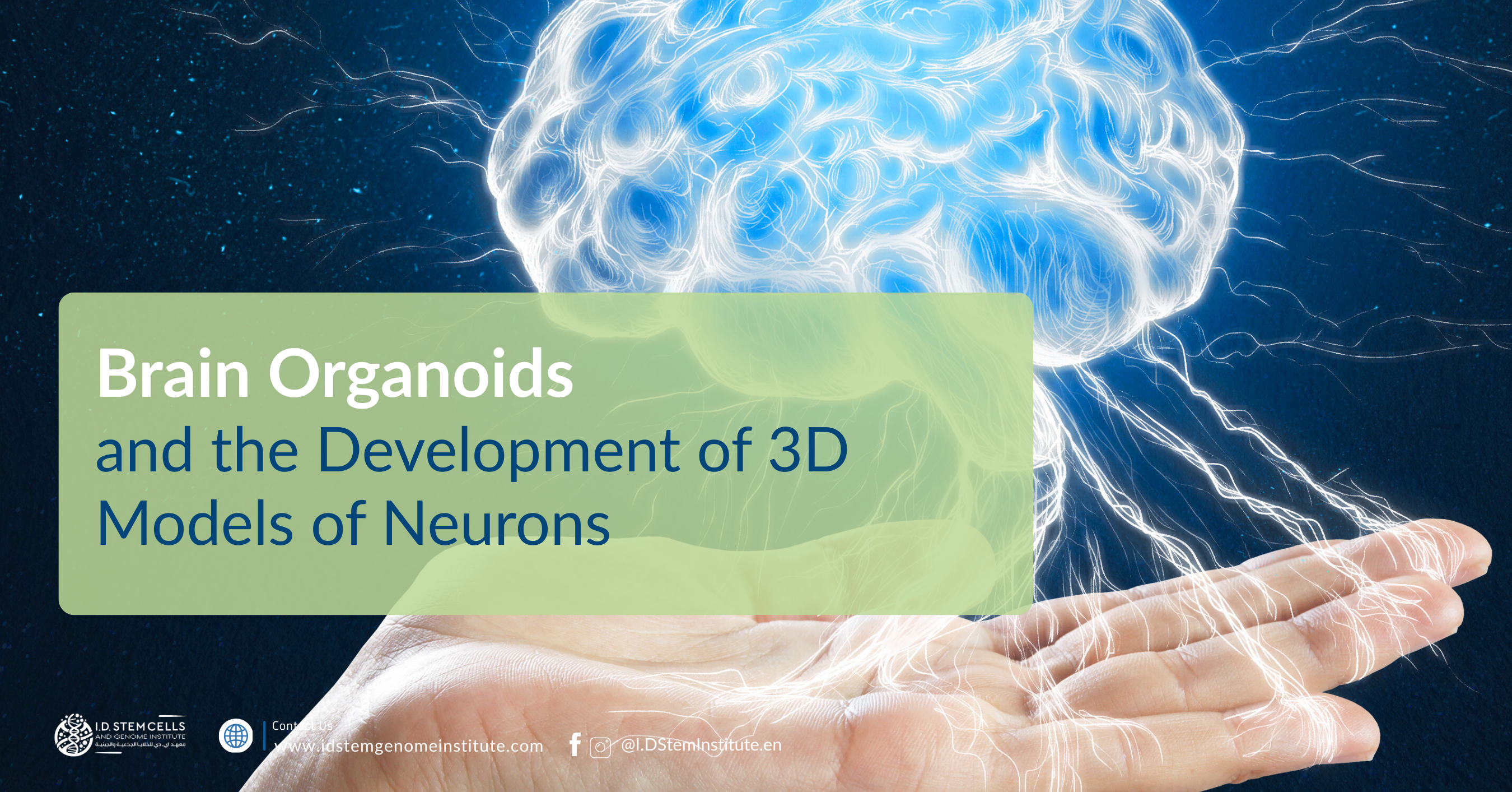 Brain Organoids and the Development of 3D Models of Neurons